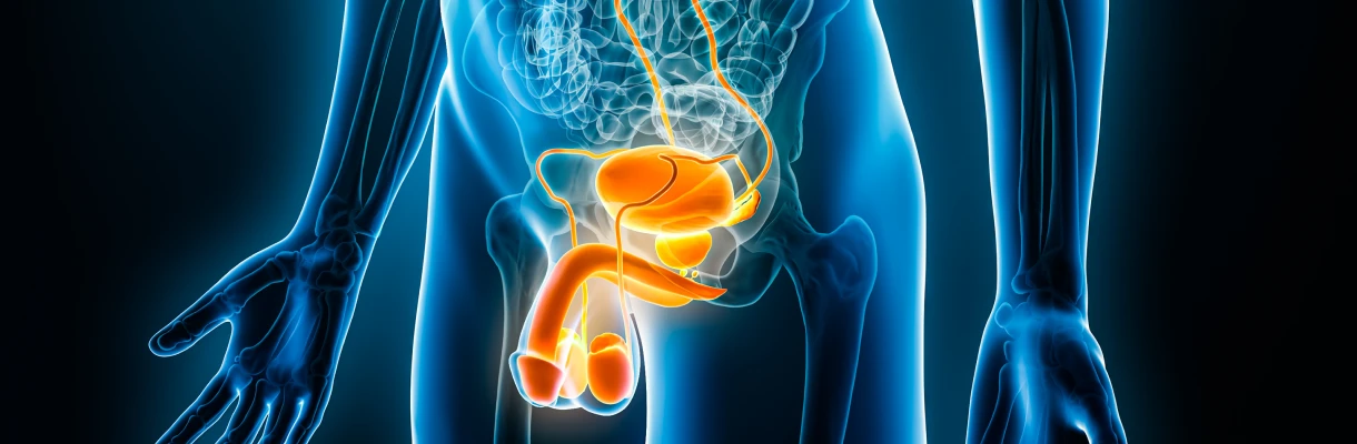 Pathologies des OGE au Cabinet d’urologie à Strasbourg